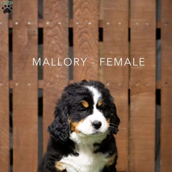 Mallory, Bernese Mountain Dog Puppy